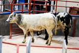 Longtown (16)